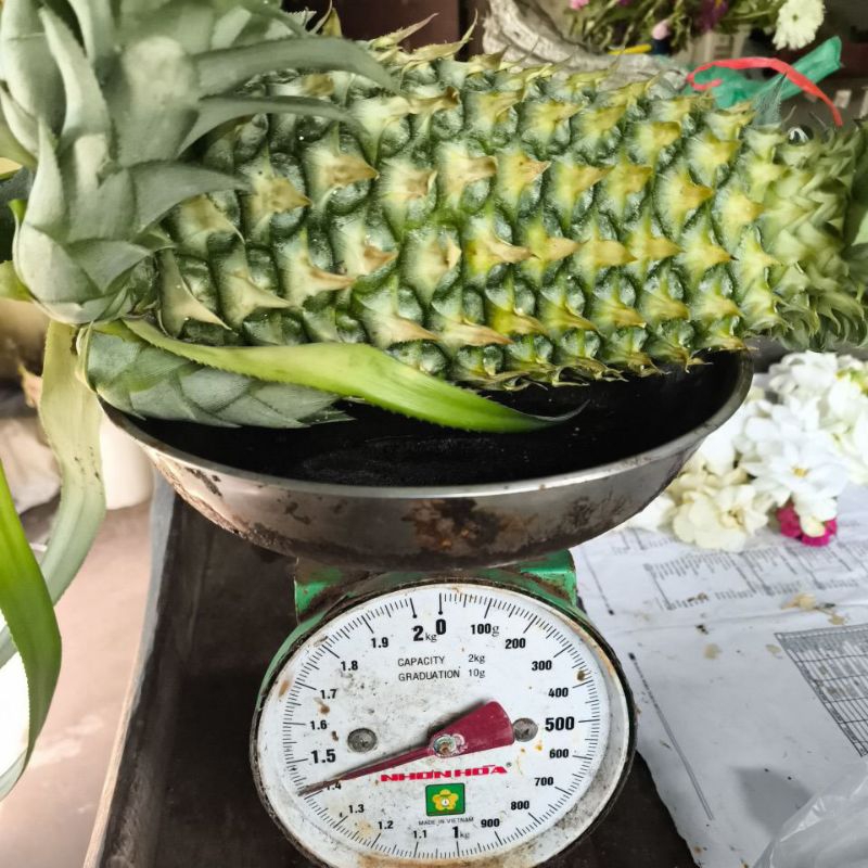 

Nanas Hijau / Nanas Ijo Herbal 1,5kg