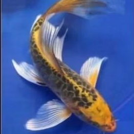 ikan hias koi kumpai metalik size 10cm up
