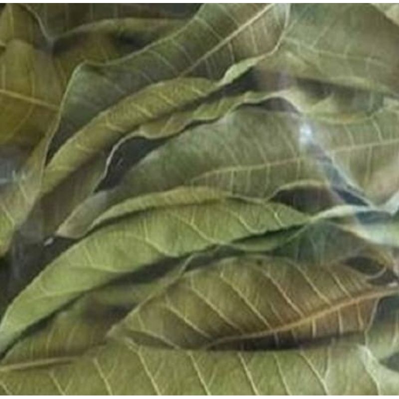 

Daun mangga kering