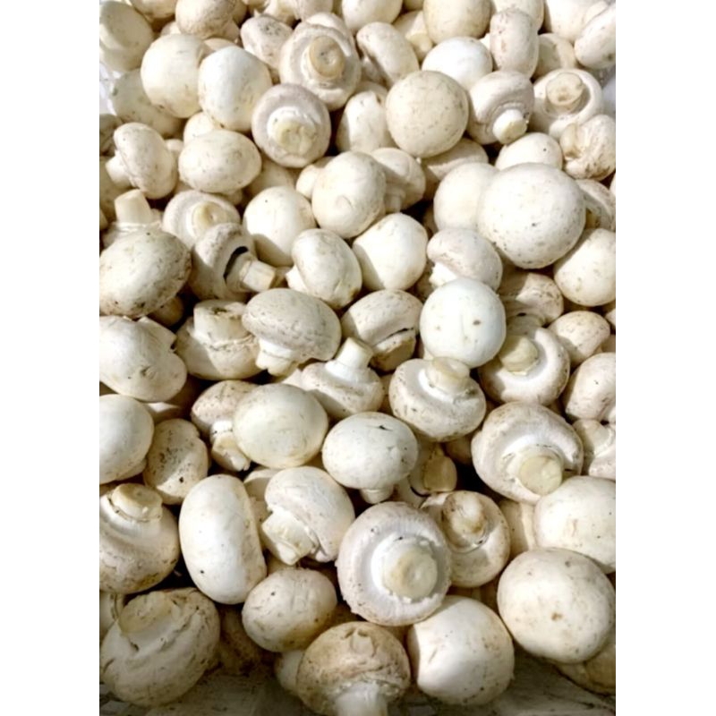 

jamur kancing segar 1 kg