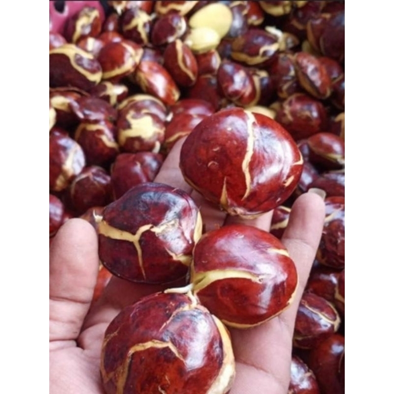 

JENGKOL TUA SUPER / JENGKI TUA SUPER / JRENG TUA FRESH SUPER