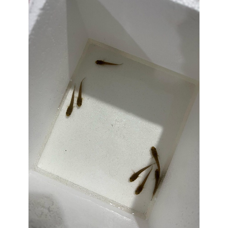 Baby Auranti CB Progres