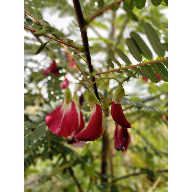 

AKAR TANGKAI DAUN KEMBANG TURI MERAH HERBAL