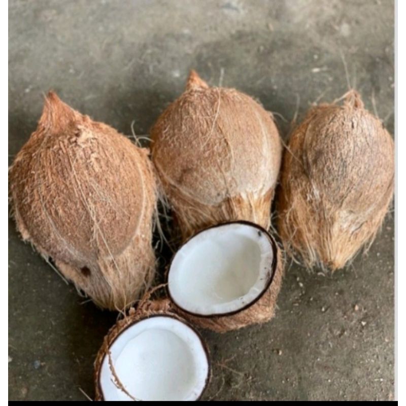 

Kelapa Tua bahan santan