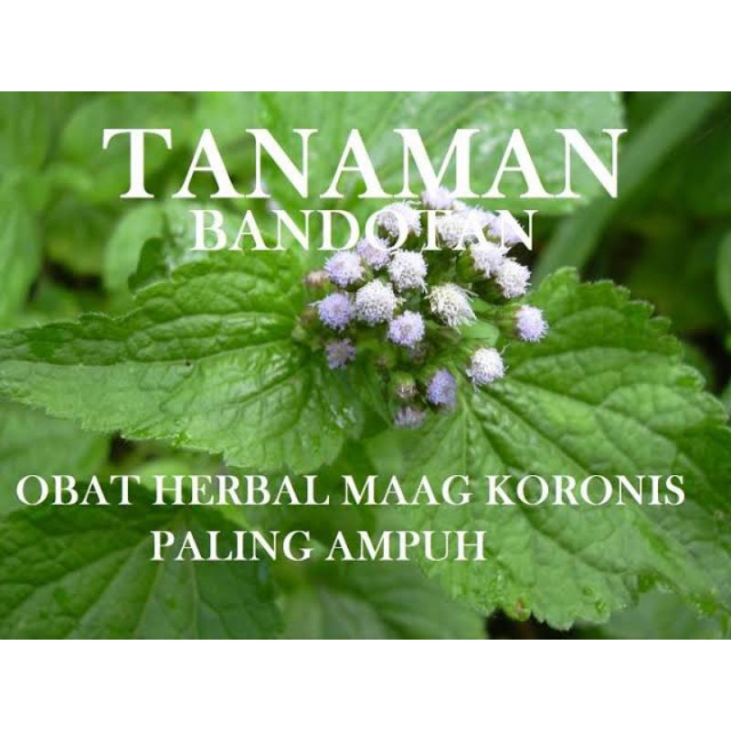 

200gr Daun Babadotan Segar