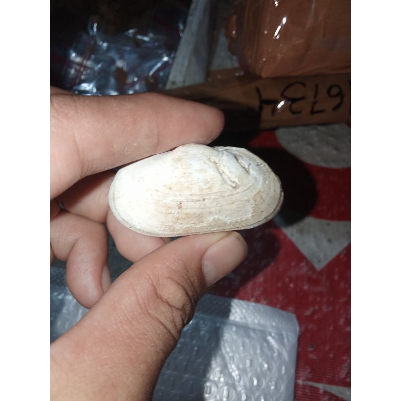 

f0si1 kerang laut unik antik menarik