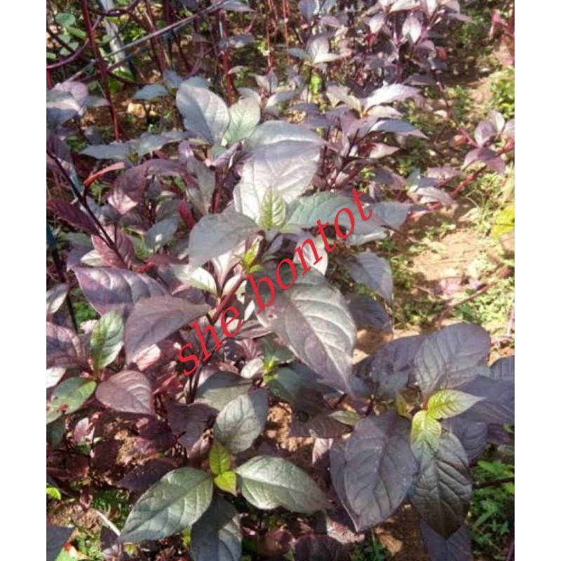 

Daun Handelem/Daun ungu obat wasir isi 50 lembar