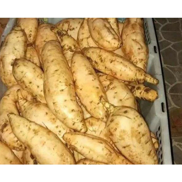 

Ubi Madu Cilembu Fresh - Mentah 1 kg