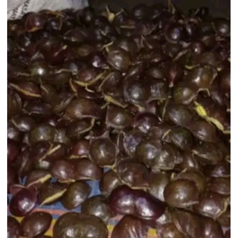

Jengkol muda segar/Jengkol muda utuh 500 gram