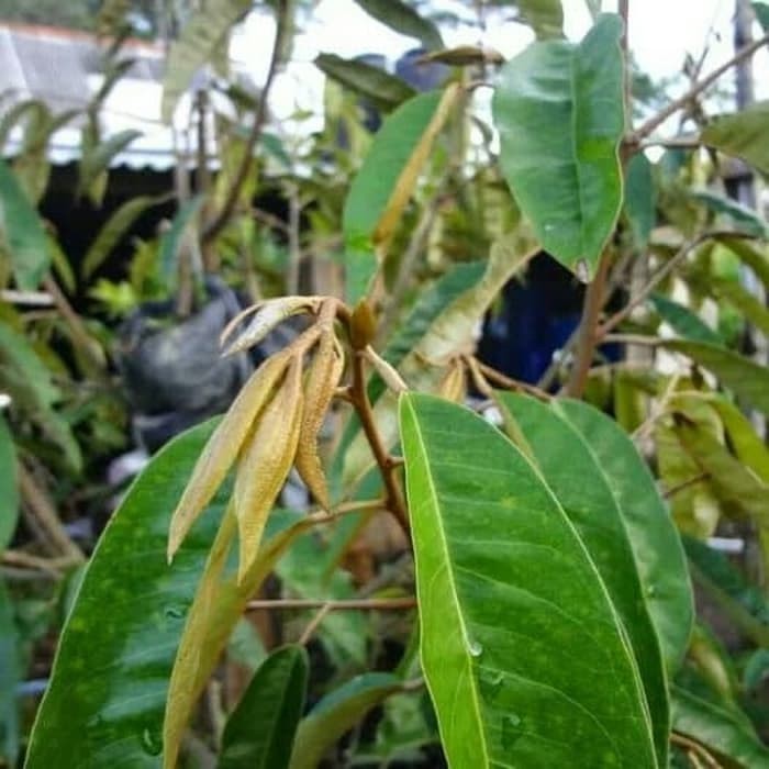 

DAUN DURIAN SEGAR KHASIAT BANYAK 100gram