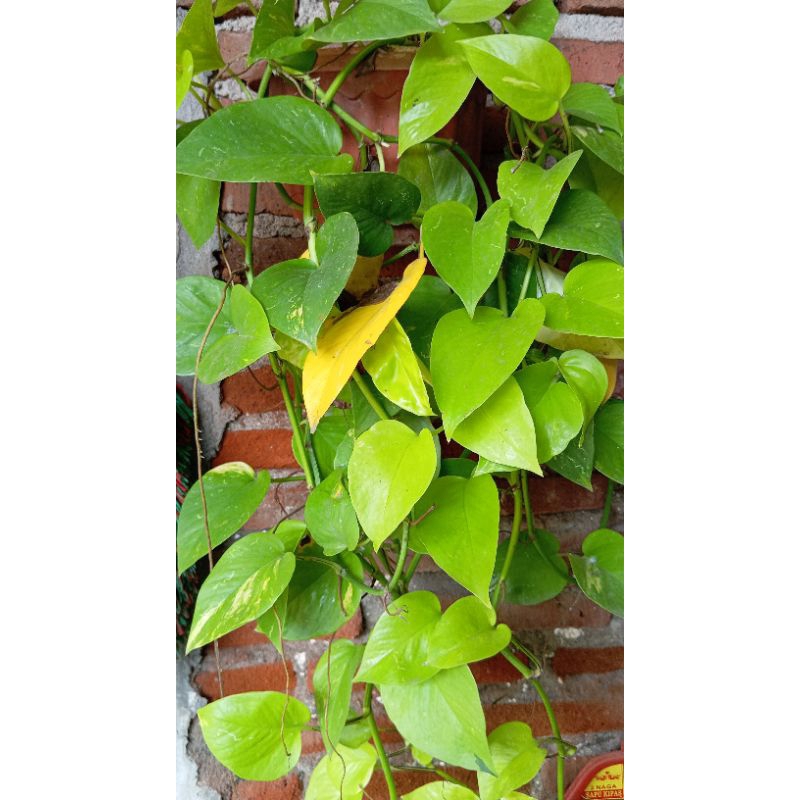 daun sirih tanaman sirih tanaman daun sirih