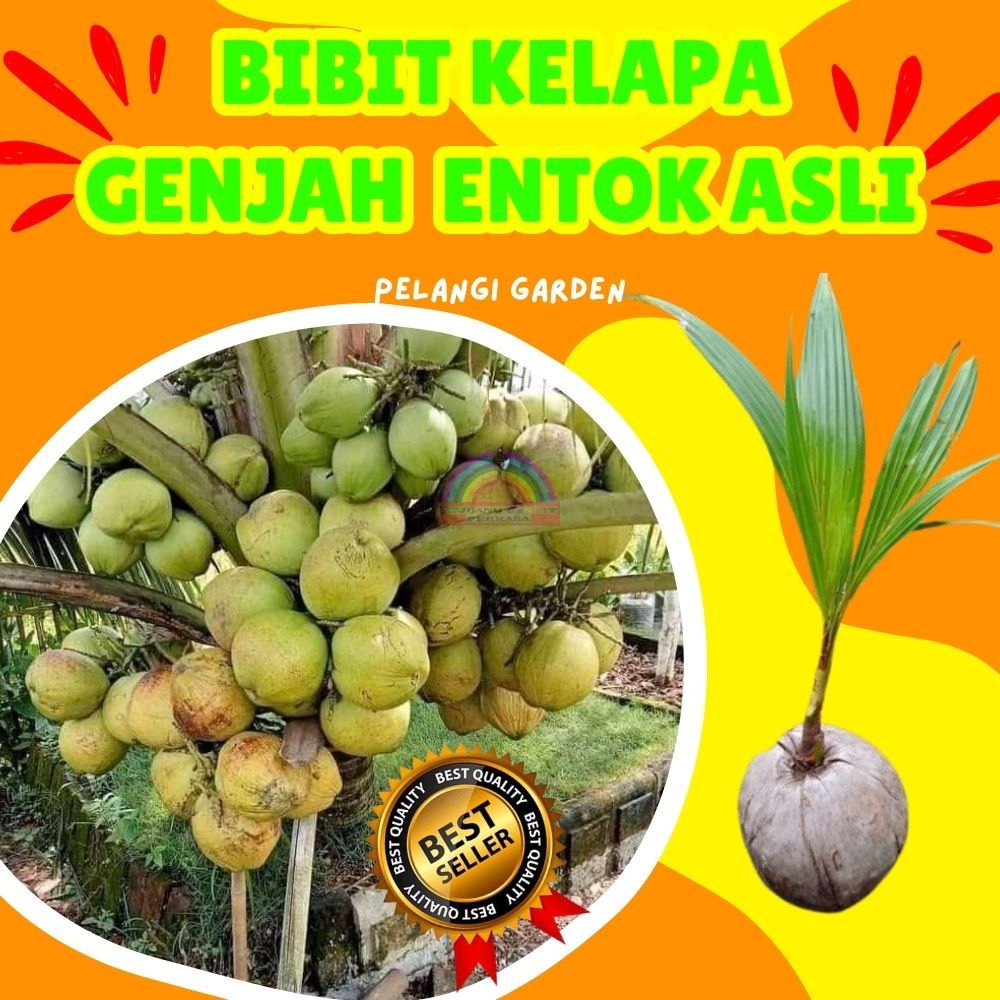 TERLARIS.. Tanaman Kelapa Entok Genjah, Tanaman Kelapa Entok Super