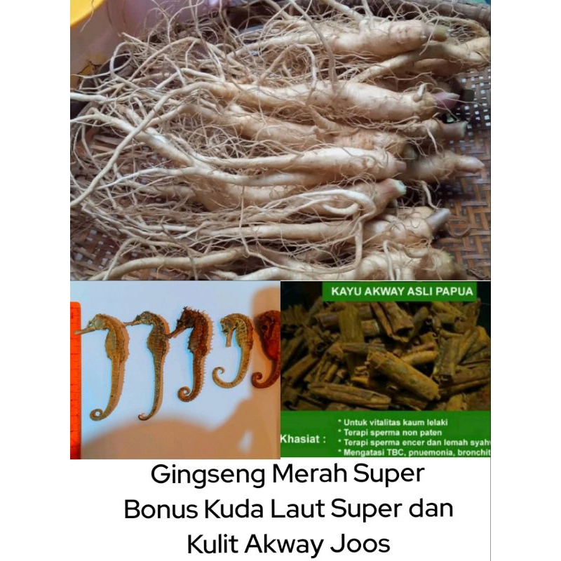 

Gingseng Merah Super Bonus Kuda Laut Super dan Akway Papua Joss