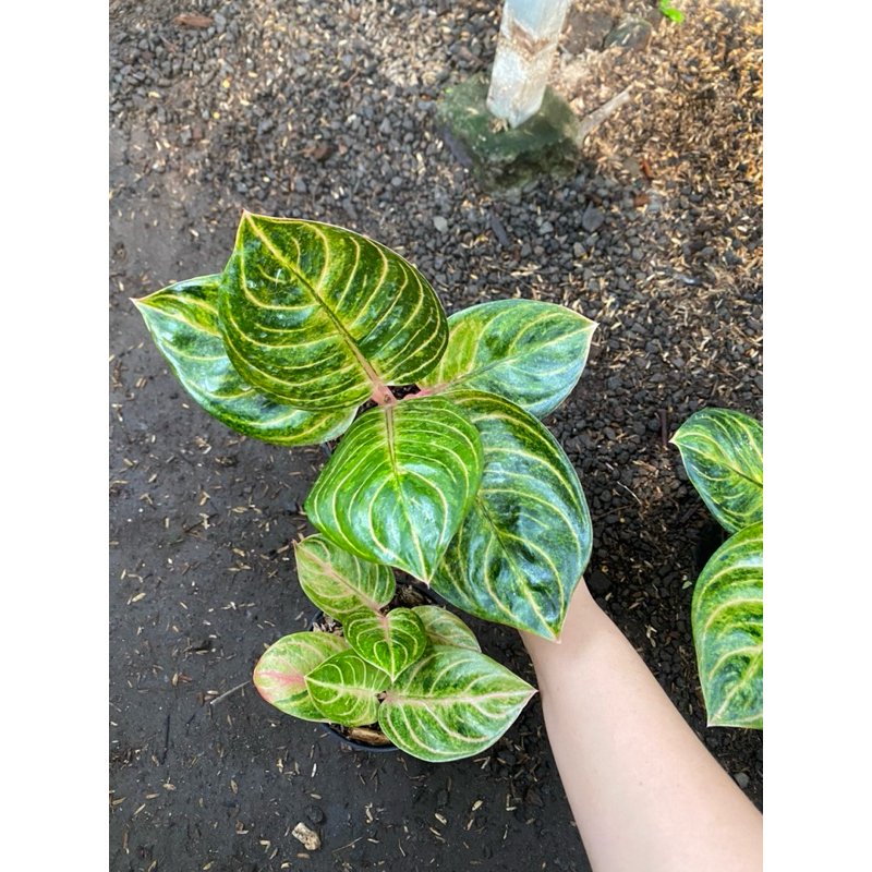 Aglaonema rinjani ekonomis