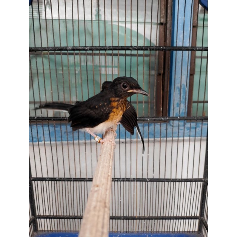 Murai Batu Trotol Jantan Trah ekor panjang