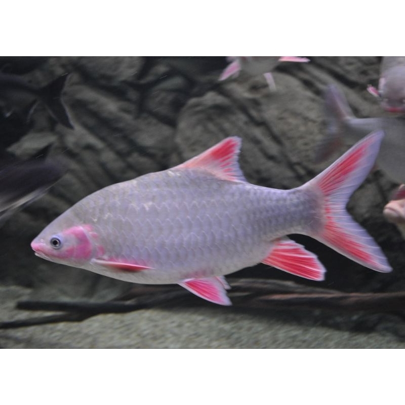 Phoenix Barb