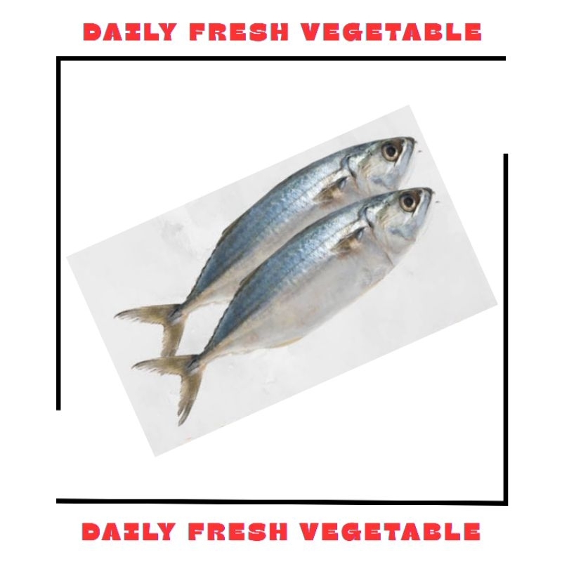 

Ikan Kembung Banjar Fresh 500gr