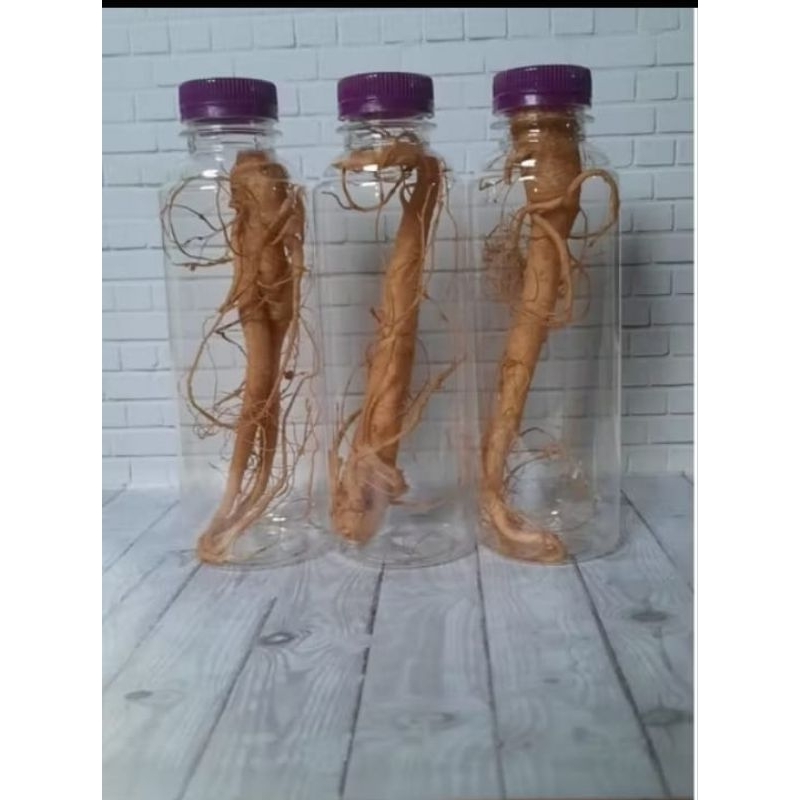 

Ginseng Merah Super Promo Kualitas A