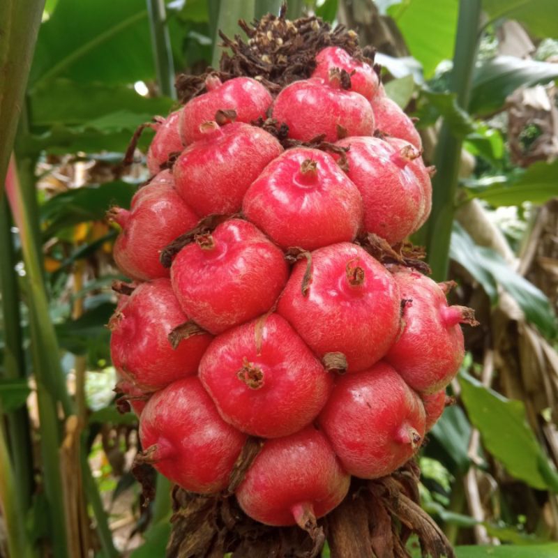 

BUAH HONJE SEGAR & FRESEH