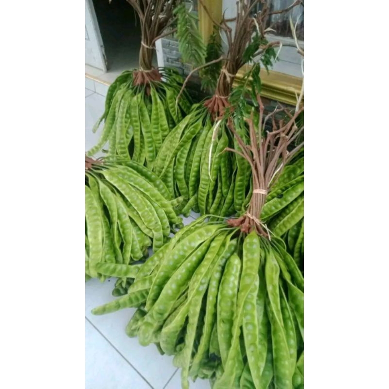 

pete lampung 1ikat isi 10papan