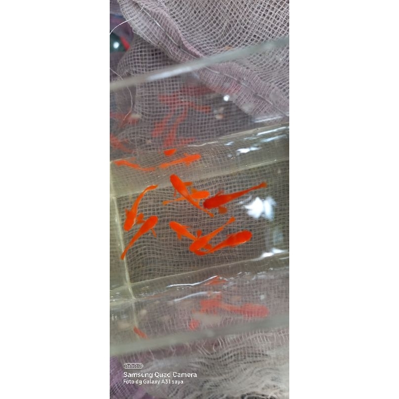 Sticker guppy albino koi red ear usia 3 bulan (jantan)