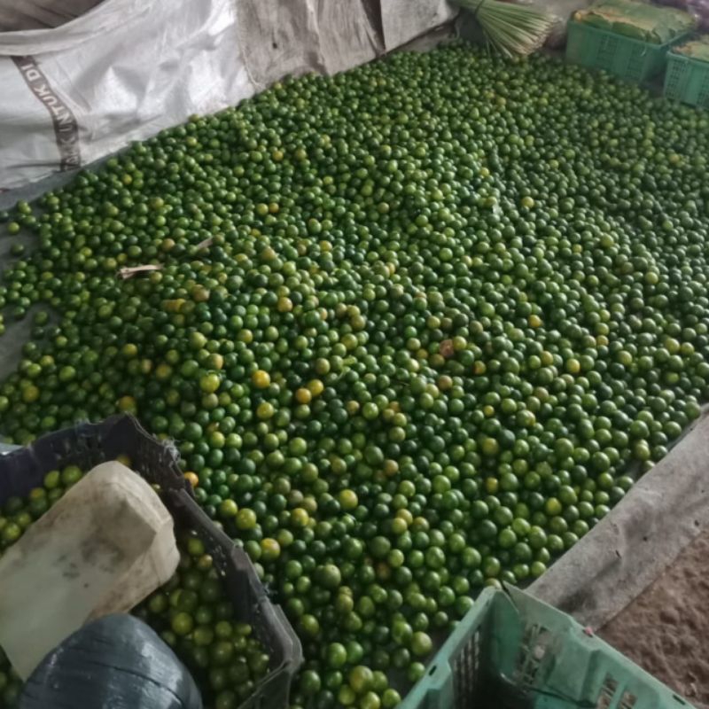 

Jeruk sonkit kasturi asam segar 5kg
