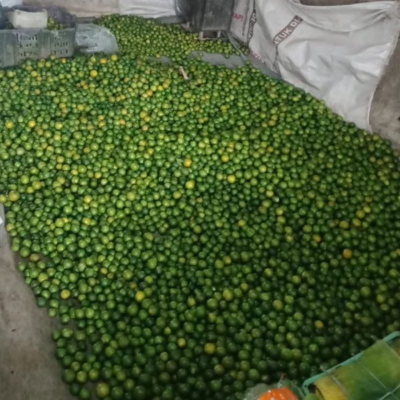 

Jeruk sonkit kasturi asam segar 10kg