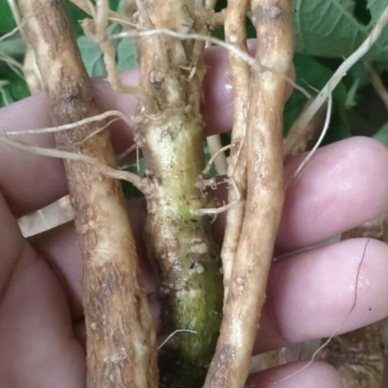 

Akar pohon cepokak segar organik 500 gram