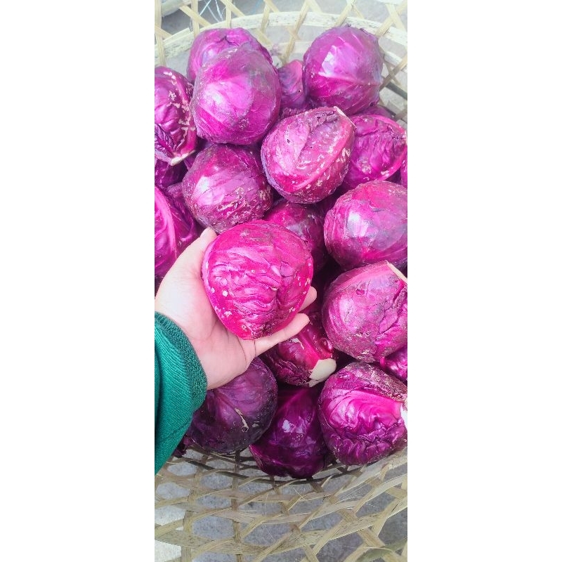 

kol ungu 1kg fresh
