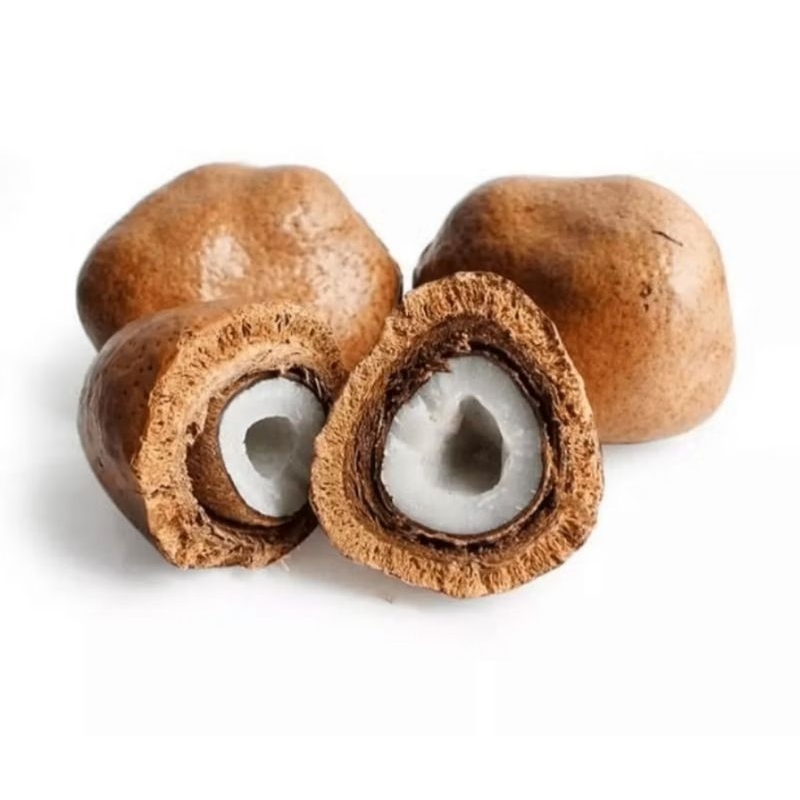 

Buah Zuriat 1 biji sudah dibelah