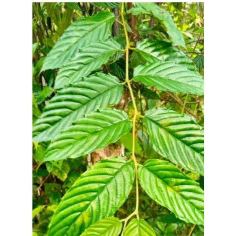 

daun subsis segar