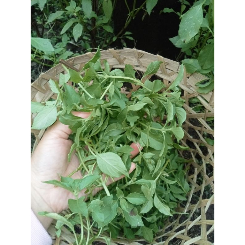 

Daun Kemangi segar, lalapan kemangi, Albahaca, Basilic, Ocimum basilicum, Selaseh , Solanis , Amping , Kemangi Genovese, Kemangi , Saint Joseph's Wort, Kemangi Manis