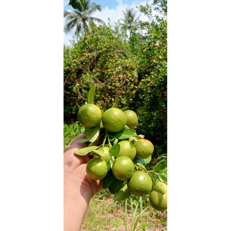 

1 kg jeruk kasturi jeruk sonkit fresh