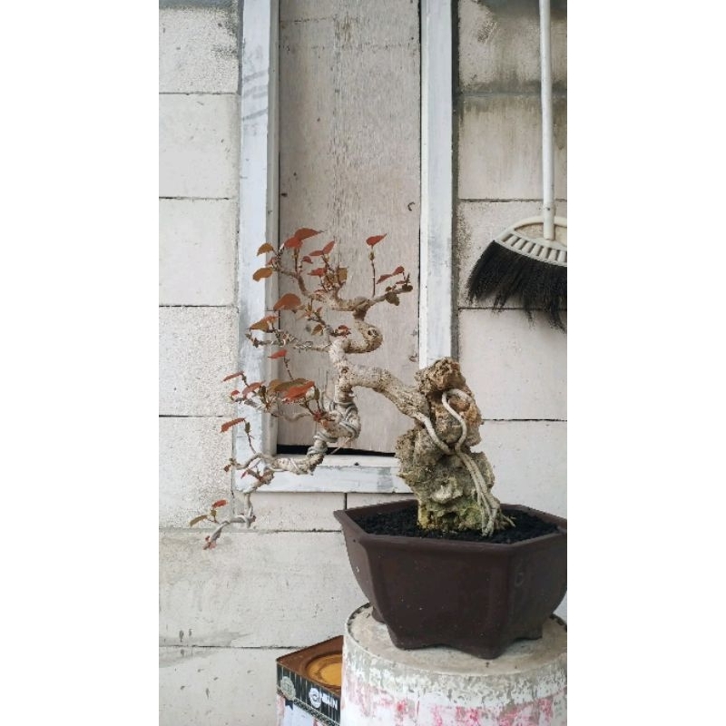 Bonsai waru merah super red otr semi cascade