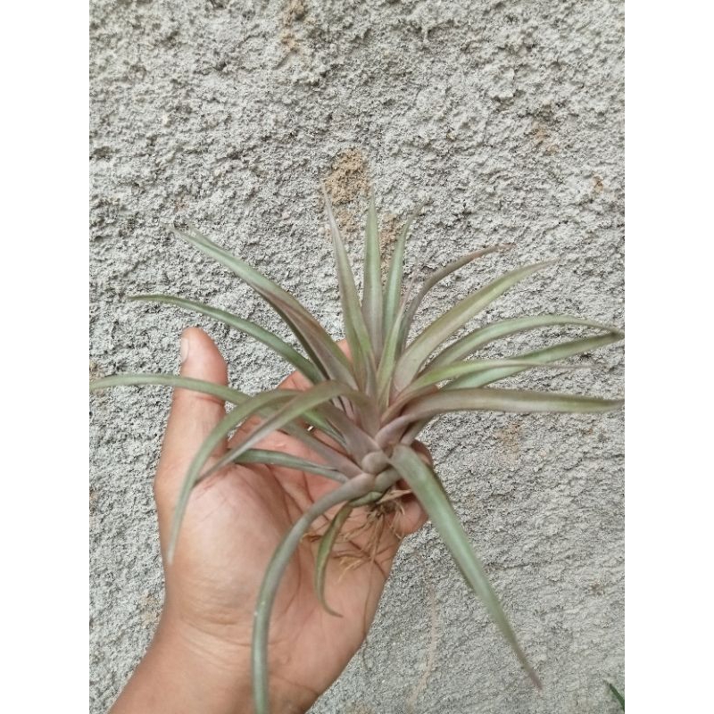 tanaman tillandsia capitata red