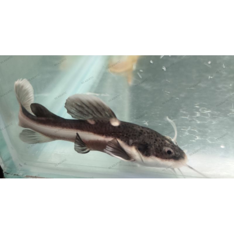 ikan red tail catfish / RTC 12-14cm