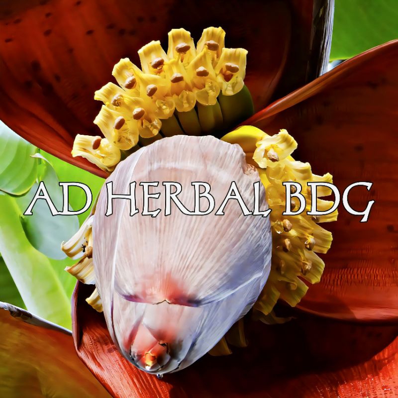 

Jantung Pisang Ambon Fres Segar Per Buah