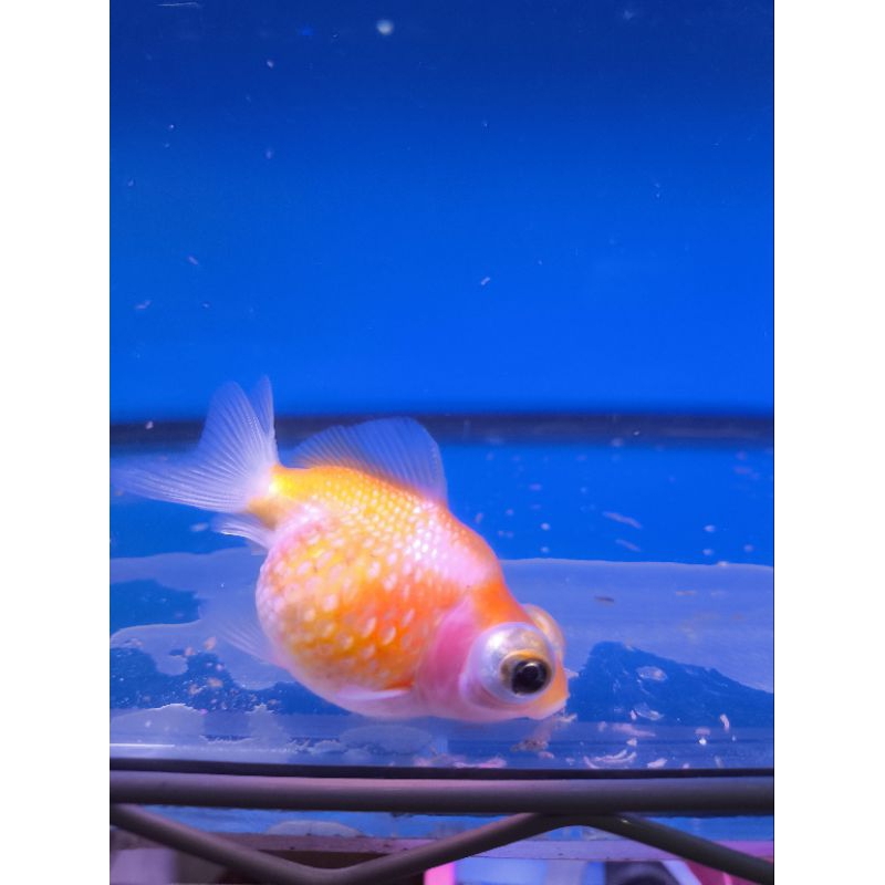 ikan hias koki mutiara demekin jempol kaki