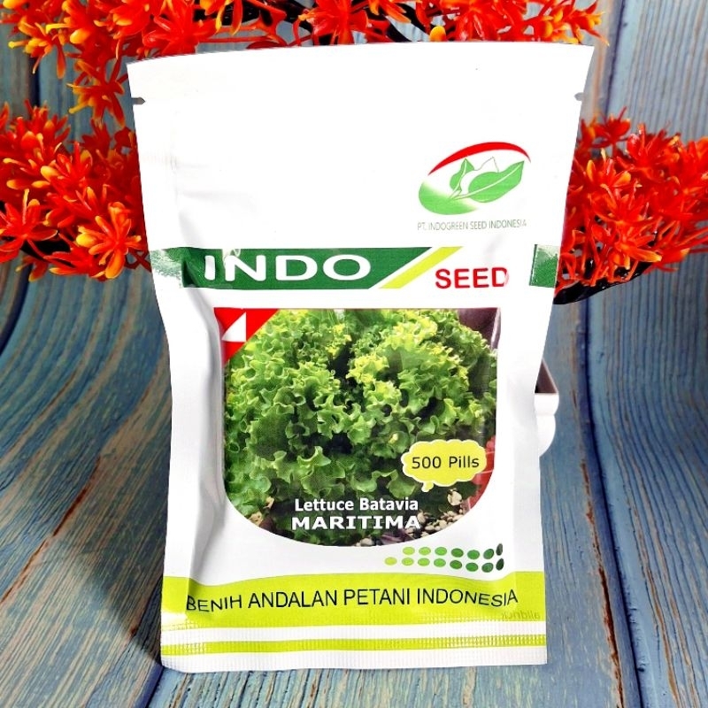 Benih Bibit Selada MARITIMA 500 Pills Lettuce Batavia Indo Seed