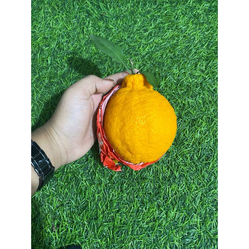 

jeruk kingdekopon 700gr