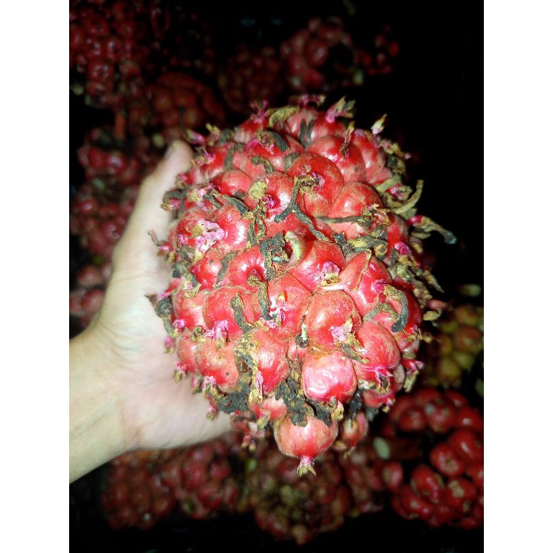 

Kecombrang / Honje
