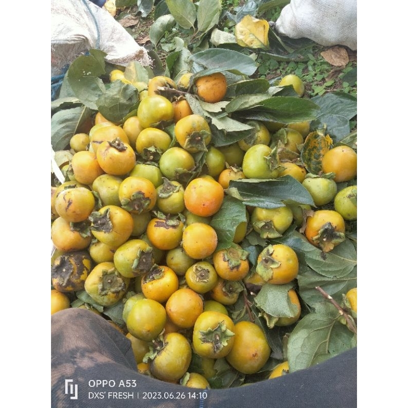 

Jual Bibit Buah Kesemek/Buah Persimmon Berkualitas