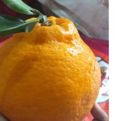 

Jeruk Dekopon Papagan Import Manis Tanpa Biji 1kg.