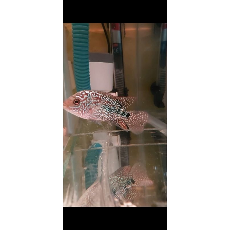 3 ekor kamfa super red F2 import -+4cm