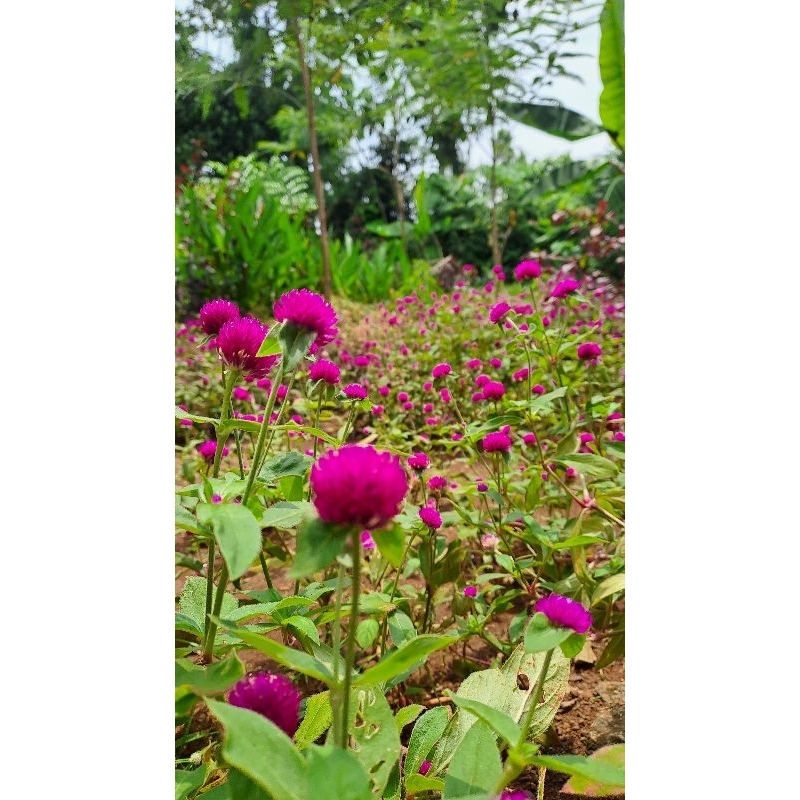 

Globe Amaranth, Red Clover