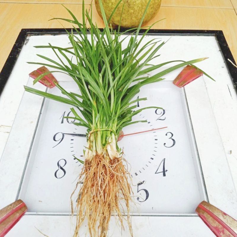 

Rumput belulang/daun belulang/rumput jampang/daun jampang segar fresh dipetik dadakan obat herbal 1kg