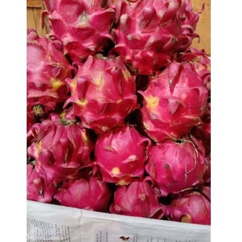 

BUAH NAGA 1KG