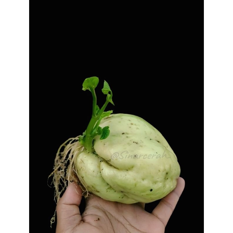 Bibit labu Siam -Benih labu Siam anggur super