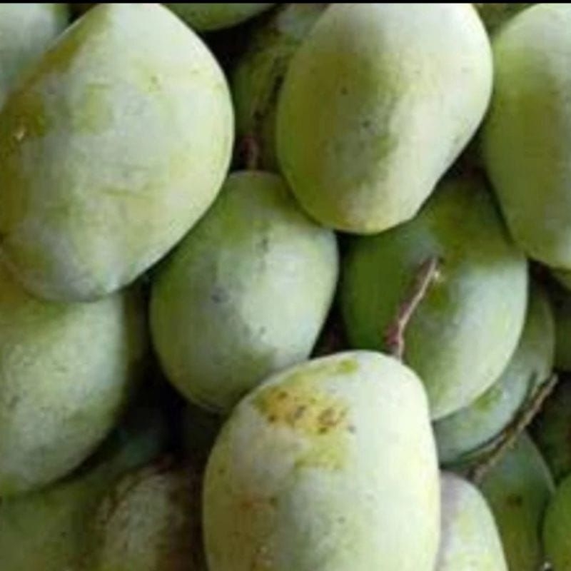 

MANGGA INDRAMAYU MENGKAL,garing manis asam segar