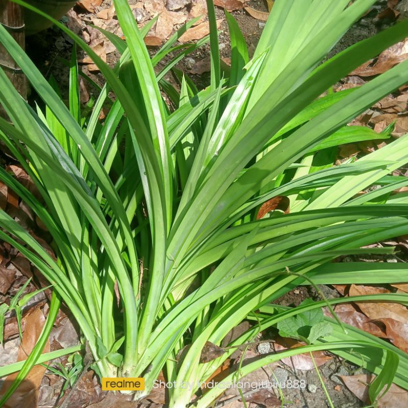 

Daun Pandan Segar Super Wangi kualitas Spesial (Kemasan 250Gram)